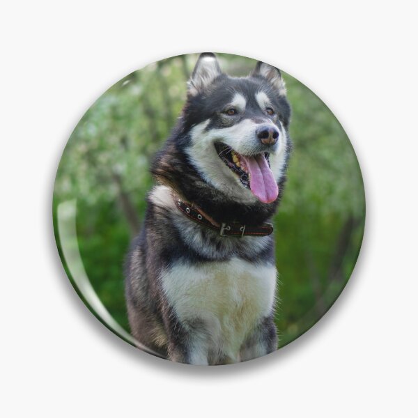 Item preview, Portrait of an Alaskan Malamute Dog Outdoors designed and sold by VanGaldo.