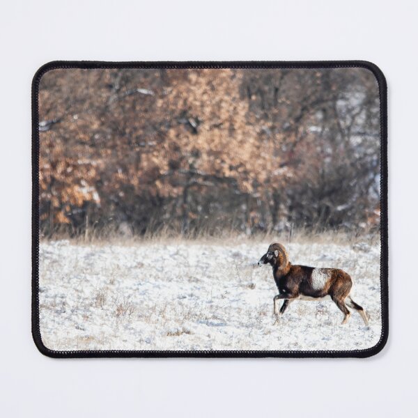 Item preview, Mouflon Ram Crossing a Snowy Meadow designed and sold by Medve Photography & Design.