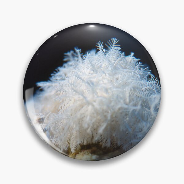 Item preview, White Soft Coral Colony Closeup With Delicate Polyps Underwater Marine Macro Detail designed and sold by FotoMahieu.