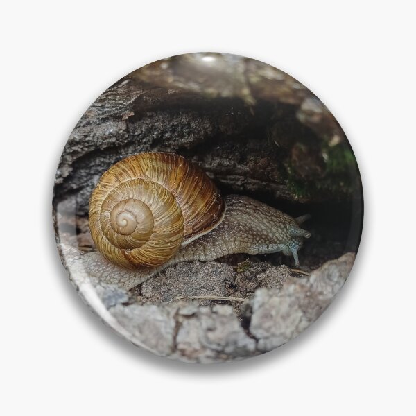 Artikelvorschau, Schnecke versteckt sich in der Rinde entworfen und verkauft von Peter-Mahr.