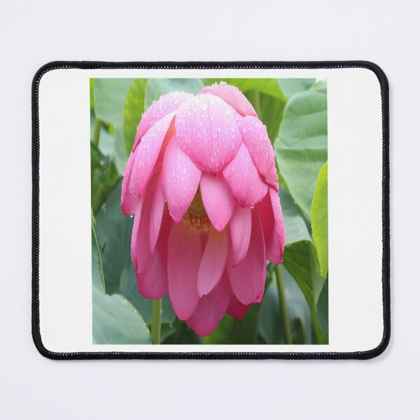 Item preview, Elegant Lotus Flower Design with Delicate Petals and Natural Beauty designed and sold by carlottamascolo.