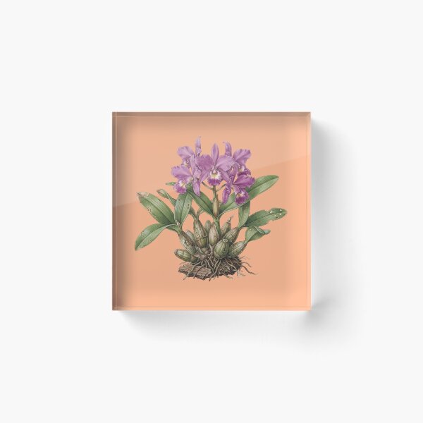 Item preview, The Lent Executioner: Vintage Guarianthe Skinneri Orchid Art Print designed and sold by FreiherrPK.