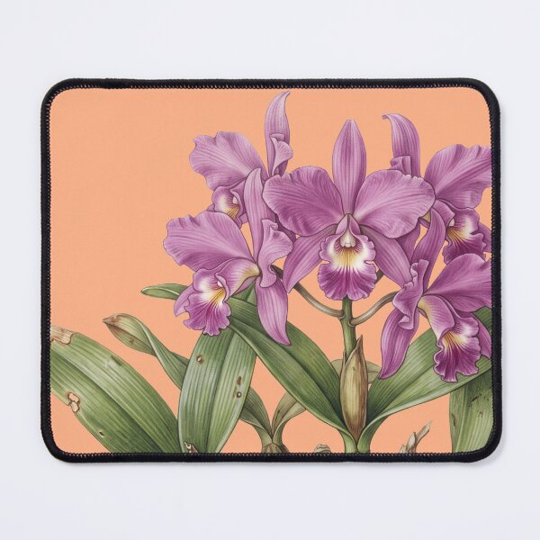 Item preview, The Lent Executioner: Vintage Guarianthe Skinneri Orchid Art Print designed and sold by FreiherrPK.