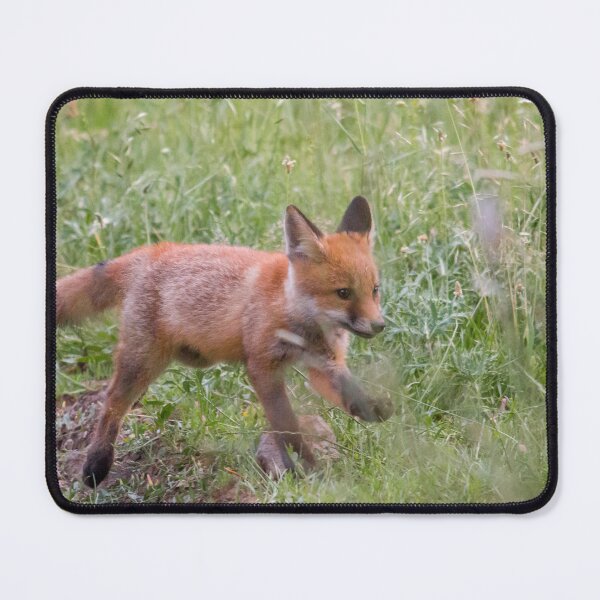 Item preview, Young Red Fox Exploring the Meadow designed and sold by gabormedve.