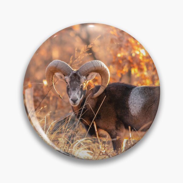 Item preview, Mouflon Ram in Golden Woodland Light designed and sold by gabormedve.