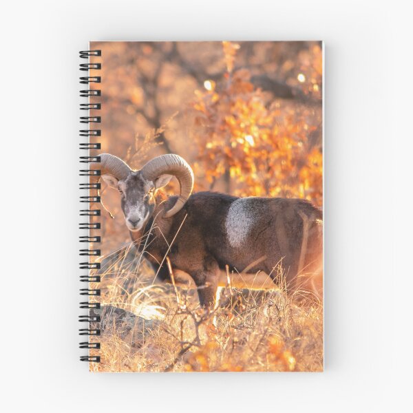 Item preview, Mouflon Ram in Golden Woodland Light designed and sold by Medve Photography & Design.