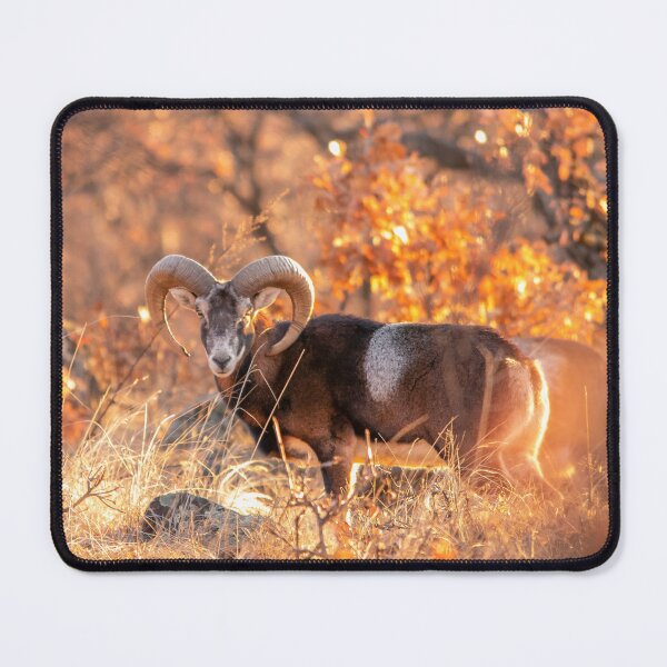 Item preview, Mouflon Ram in Golden Woodland Light designed and sold by gabormedve.