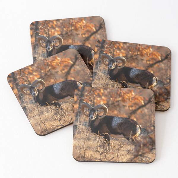 Item preview, Mouflon Ram in Warm Woodland Light designed and sold by Medve Photography & Design.