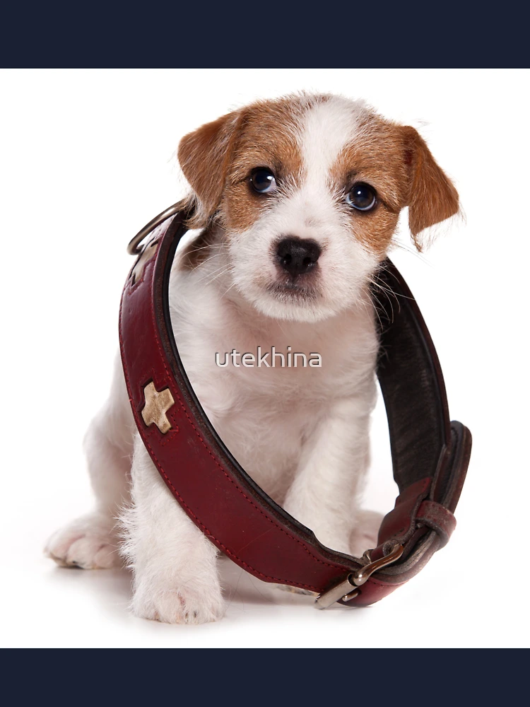 Jack Russell Terrier puppy and a large collar Kids T Shirt for Sale by utekhina Redbubble