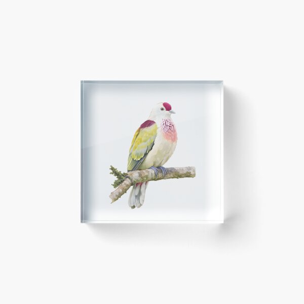 Item preview, Many-colored Fruit Dove (Ptilinopus perousii) designed and sold by HOMETOWN86.
