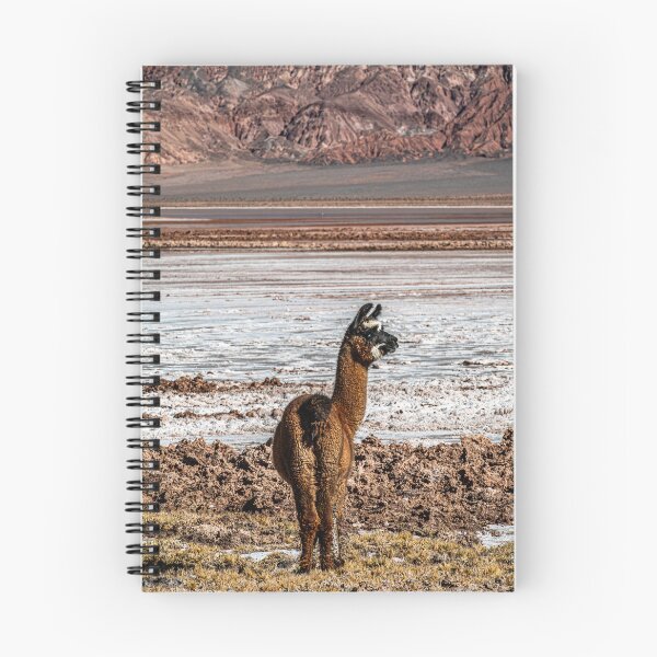 Artikelvorschau, Einsamer Lama Salar Carachi Pampa Jujuy Puna entworfen und verkauft von Keltoi-art.