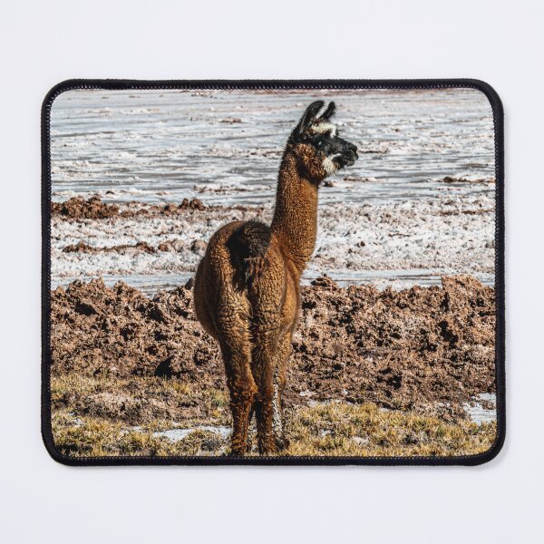 Item preview, Solitary Lama Salar Carachi Pampa Jujuy Puna designed and sold by Keltoi-art.