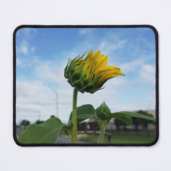 Item preview, A Highway Sunflower Unfurling Into the Sky designed and sold by concretebotany.