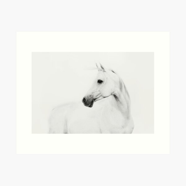 White Horse - Animals Photography Art Print