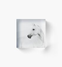 Weißes Pferd - Tierfotografie Acrylblock