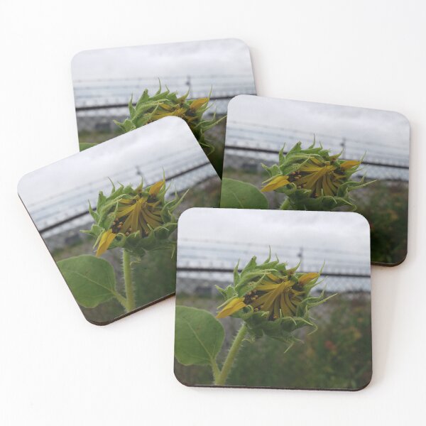 Item preview, Unfurling Sunflower with Barbed Wire designed and sold by concretebotany.