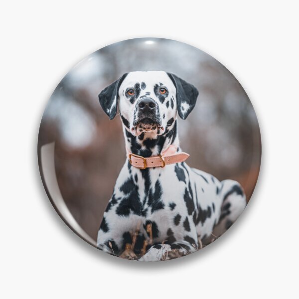 Item preview, Close-Up Portrait of a Purebred Dalmatian Dog designed and sold by VanGaldo.