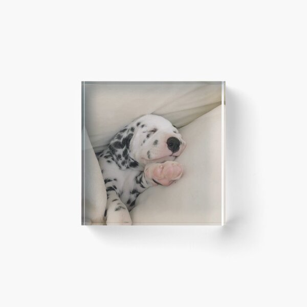 Item preview, Close-Up Portrait of a Sleeping Dalmatian Puppy designed and sold by VanGaldo.