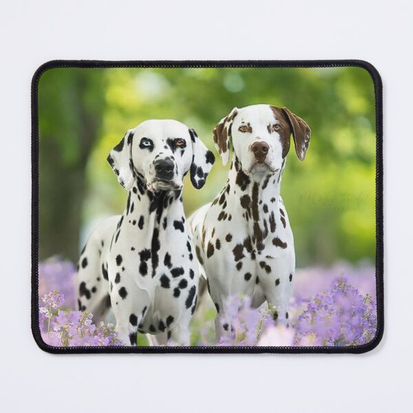 Item preview, Two Dalmatian Dogs Standing in a Field designed and sold by VanGaldo.