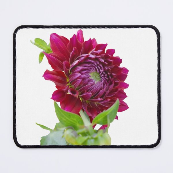 Item preview, Vibrant Deep Magenta-Purple Dahlia Flower with Buds Isolated on White Background designed and sold by CreativeNest Prints.