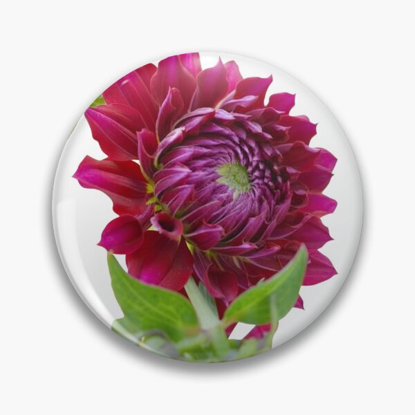 Item preview, Vibrant Deep Magenta-Purple Dahlia Flower with Buds Isolated on White Background designed and sold by CreativeNest Prints.