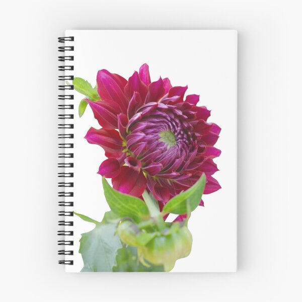 Item preview, Vibrant Deep Magenta-Purple Dahlia Flower with Buds Isolated on White Background designed and sold by CreativeNest Prints.
