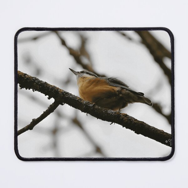 Item preview, Eurasian Nuthatch Bird Watching Nature Lover designed and sold by sonenbergbtye.