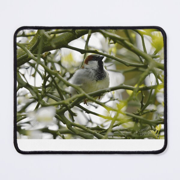 Item preview, House Sparrow Bird Watcher Nature Lover designed and sold by sonenbergbtye.