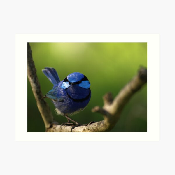 Blue Wren Art Print