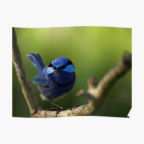 Blue Wren Poster