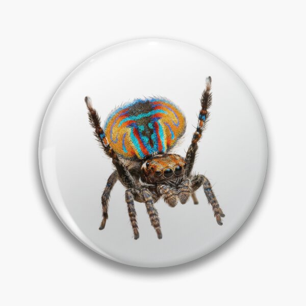 Item preview, Peacock Spider – Vivid Rainbow Fan Portrait designed and sold by Helt-enkelt.