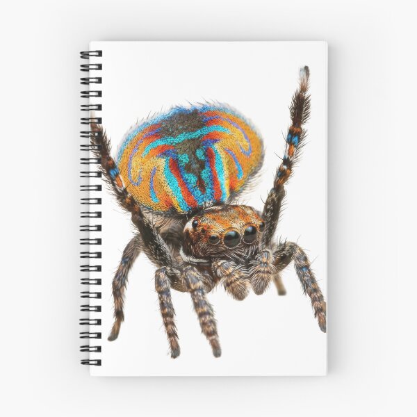 Item preview, Peacock Spider – Vivid Rainbow Fan Portrait designed and sold by Helt-enkelt.