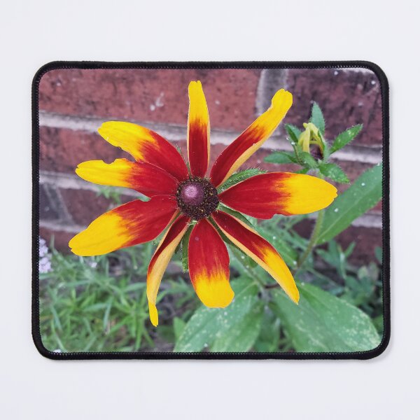 Item preview, Fancy Blackeyed Susan Growing from the Sidewalk designed and sold by concretebotany.