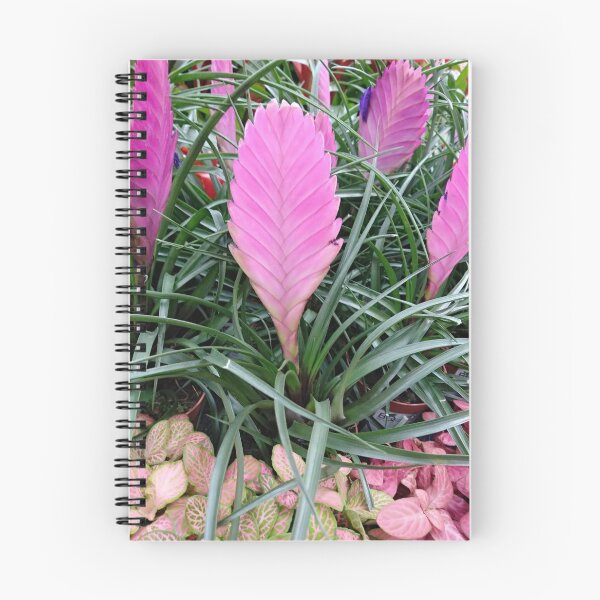 Item preview, Tillandsia Cyanea. Bromeliads pink flower. designed and sold by designer437.