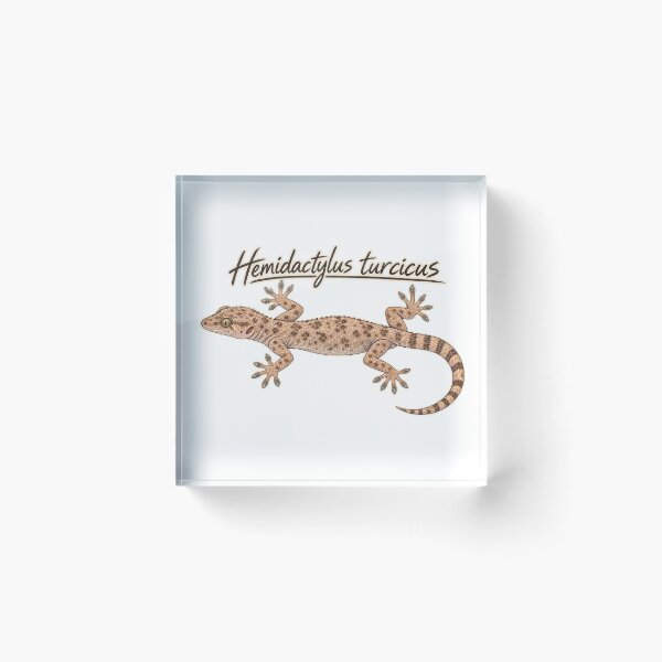 Item preview, Mediterranean House Gecko – Hemidactylus turcicus Field Guide Sketch designed and sold by threadandfangs.