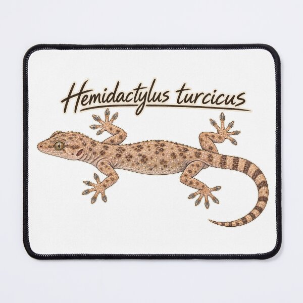Item preview, Mediterranean House Gecko – Hemidactylus turcicus Field Guide Sketch designed and sold by threadandfangs.