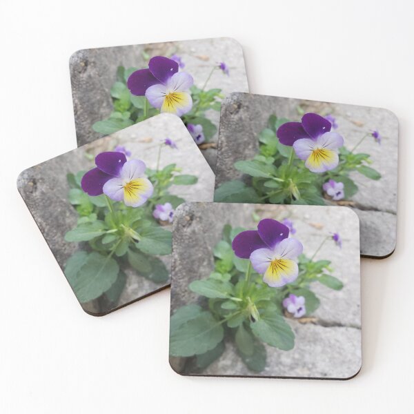 Item preview, Pavementplant Pansies in Rittenhouse 1 designed and sold by concretebotany.