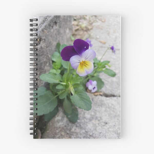 Item preview, Pavementplant Pansies in Rittenhouse 1 designed and sold by concretebotany.