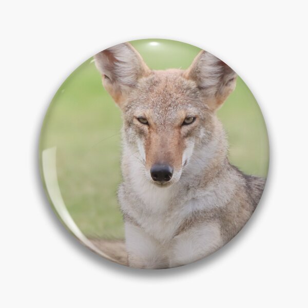 Item preview, Gorgeous Coyote designed and sold by simonjayphotos.