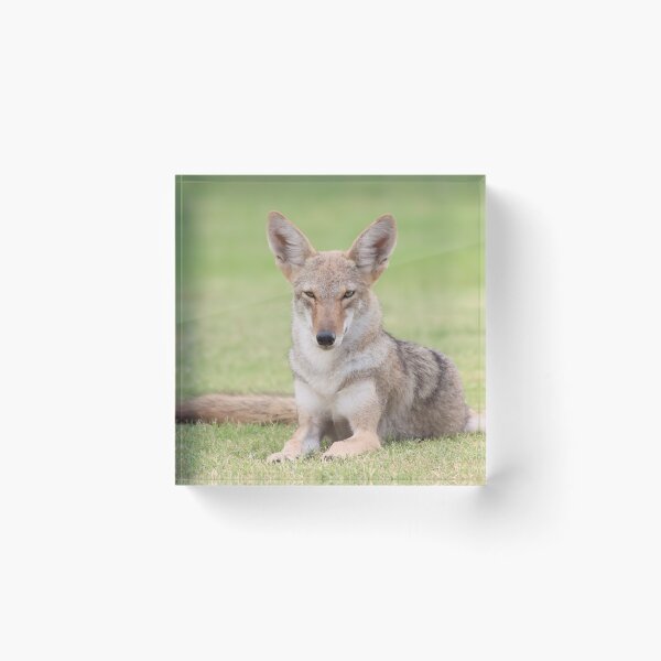 Item preview, Gorgeous Coyote designed and sold by simonjayphotos.