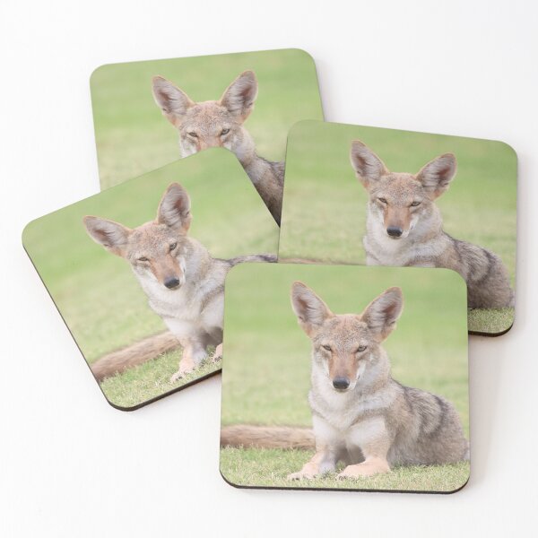 Item preview, Gorgeous Coyote designed and sold by simonjayphotos.
