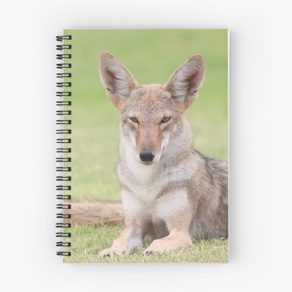 Item preview, Gorgeous Coyote designed and sold by simonjayphotos.