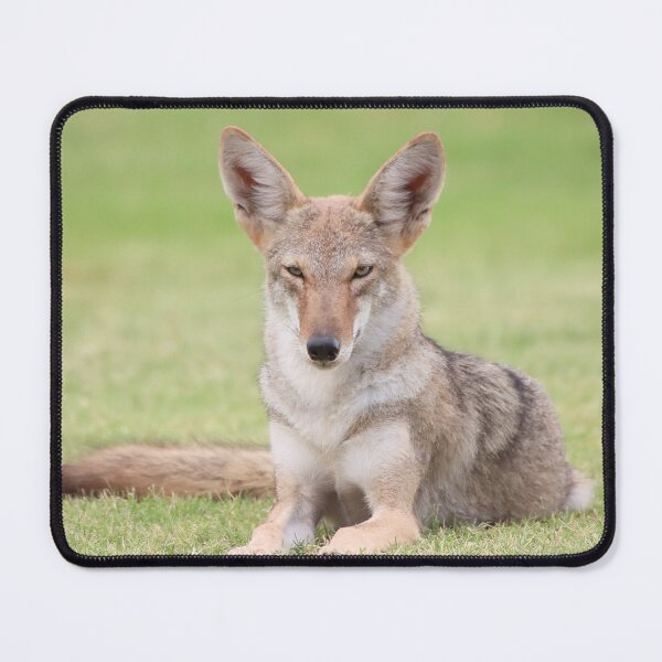 Item preview, Gorgeous Coyote designed and sold by simonjayphotos.