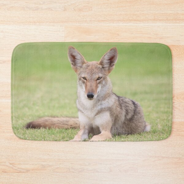 Item preview, Gorgeous Coyote designed and sold by simonjayphotos.