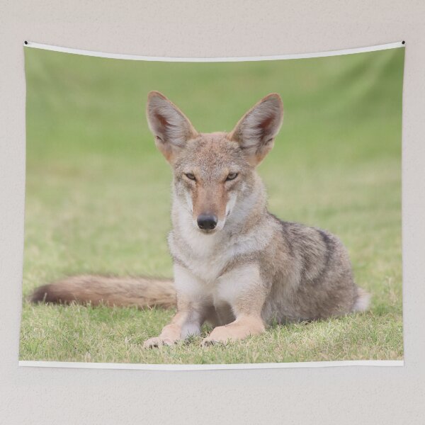 Item preview, Gorgeous Coyote designed and sold by simonjayphotos.