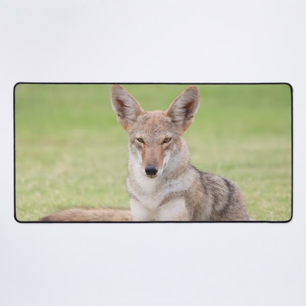 Item preview, Gorgeous Coyote designed and sold by simonjayphotos.
