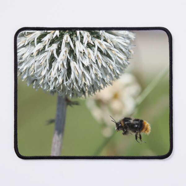 Item preview, Red tailed bumblebee in flight designed and sold by GreyFeatherPhot.