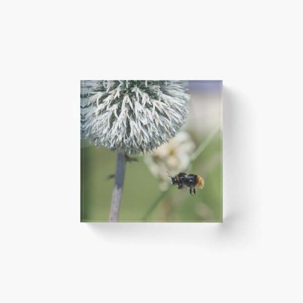 Item preview, Red tailed bumblebee in flight designed and sold by GreyFeatherPhot.