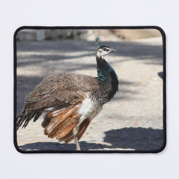 Item preview, Peafowl designed and sold by GreyFeatherPhot.