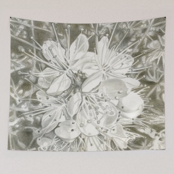 Item preview, Silverpoint Drawing of Hawthorn or May Blossoms From A Hedgerow Near Onston, Cheshire designed and sold by LymphomaLass.